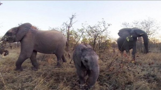 شاهد: أسرة من الفِيَلة في وضع التأهُّب لرد هجوم مفترس