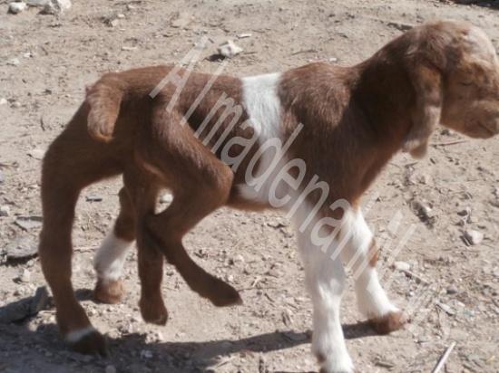 ماعز بستة أرجل ومخرجين في الأغوار الوسطى  ( صور )