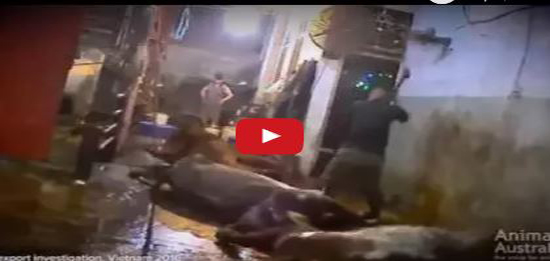 فيديو: يتعاملون مع الأبقار بطريقة بشعة داخل المسلخ!!