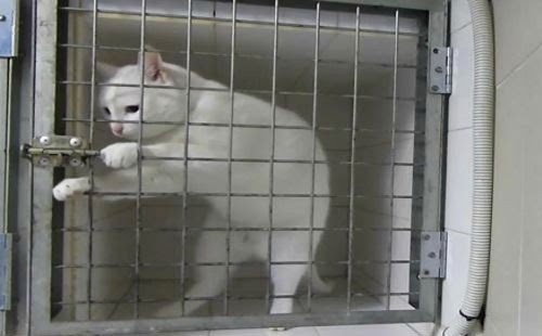 فيديو: أذكى قط في العالم