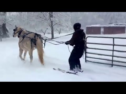 شخص يتزلج بواسطة حصان