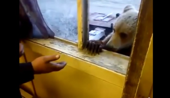 شاهد... صداقة بين رجل ودب بري جائع