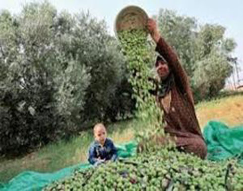 الزراعة تباشر عملها لحصر الكميات التقديرية لثمار الزيتون الموسم الحالي الزراعة تباشر عملها لحصر الكميات التقديرية لثمار الزيتون الموسم الحالي