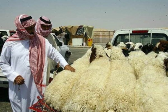 بالفيديو.. نصائح هامة يجب مراعاتها عند شراء الأضحية