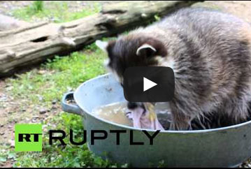 حيوانا الراكون يغسلان ملابس