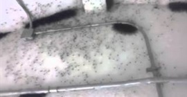 بالفيديو.. العناكب تحتل منزل مهجور بالمكسيك