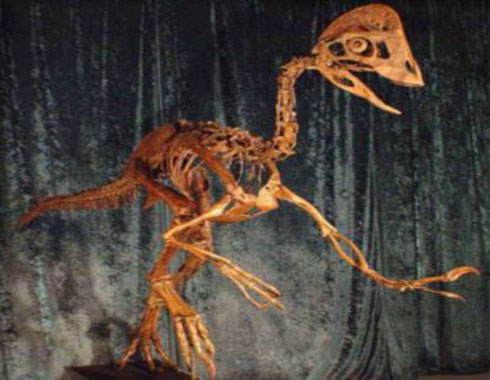 اكتشاف ديناصور مكسو بـ«الريش».. ويشبه دجاجة عملاقة