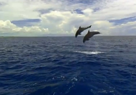 رقصة الدلافين