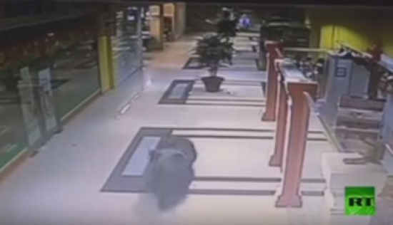 شاهد.. دب يقتحم مركز تجاري