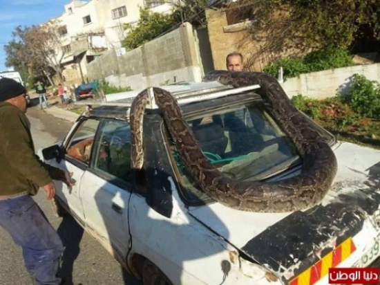 شاهد..  أفعى بايثون ضخمة تطوق سيارة في فلسطين