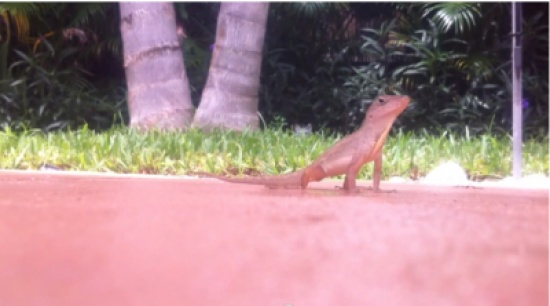 "سحلية " تأكل النمل بطريقة مضحكة