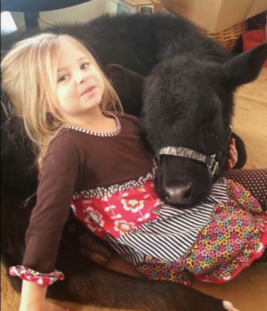 طفلة تدخل بقرة للمنزل في غياب والدتها