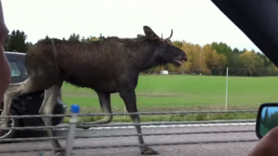 موظ يعطل طريق سريع فى السويد