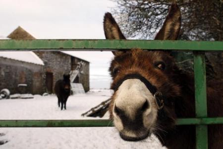 عاشق حمير بريطاني يلجأ للتكنولوجيا لترجمة نهيقها