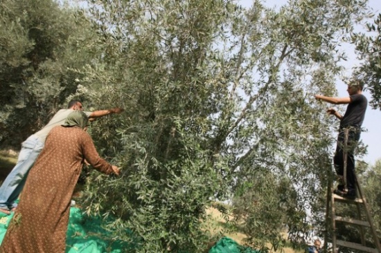 كفرنجة للفنون الشعبية تحتفل بموسم قطاف الزيتون كفرنجة للفنون الشعبية تحتفل بموسم قطاف الزيتون