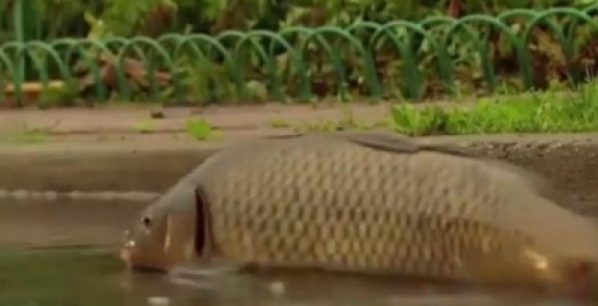 أسماك حية في الشوارع