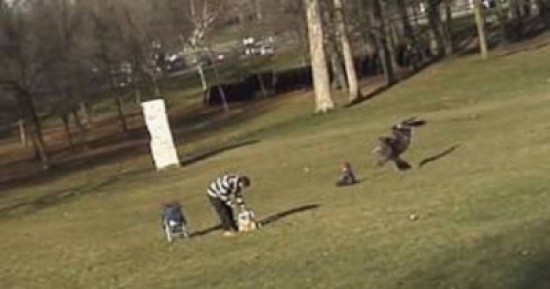 هذا هو فيديو النسر المفبرك الذي حقق 15 مليون مشاهدة!!