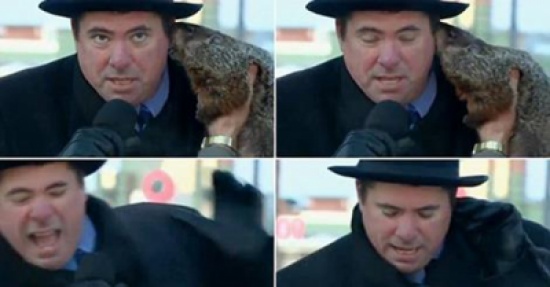 شاهد.. جرذ الأرض يعض أذن عمدة مدينة بولاية ويسكونسن الأمريكية