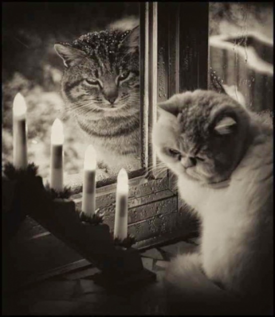 صور طريفة للحيوانات