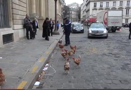 دجاج " يتظاهر "  رفضا لزواج المثليين