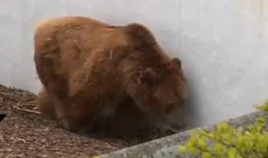 أنثى الدب تزهد في الحياة بعد وفاة صغيرتها (فيديو)