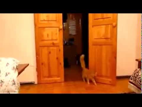 شاهد .. ردة فعل قطة على قفزة «سوبر ماريو»