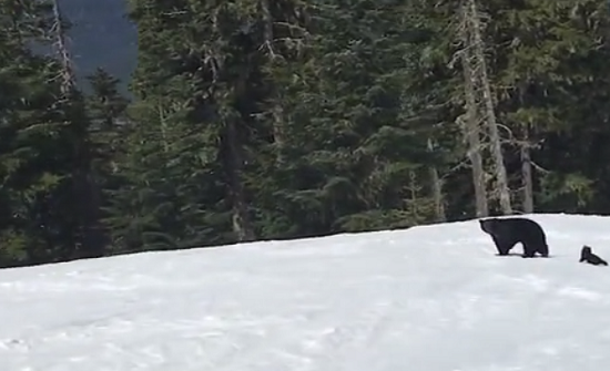 بالفيديو: حماقة شاب تسقطه في مواجهة مع أنثى دب