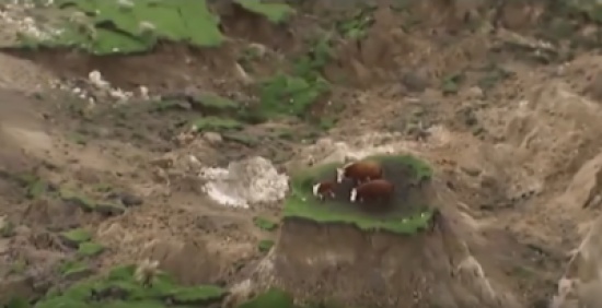 فيديو زلزال نيوزيلندا يرفع 'بقرتين وعجلاً' إلى قمة جبل!