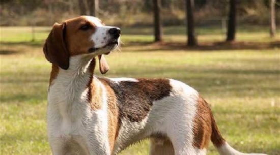 كلب بوليسي يعثر على إصبع فقدته امرأة في حادث