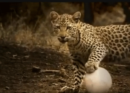 فريق الحيوانات