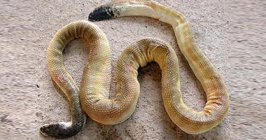 ثعبان جائع يبتلع ذيله بالخطأ