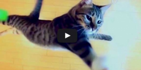 قط يقفز برشاقة حتى ارتفاع 2 متر!