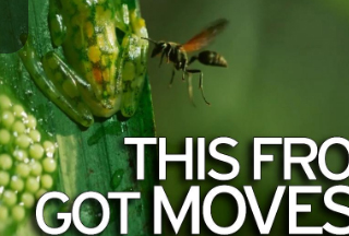 معركة بين دبور وضفدع يدافع عن بيضه بالركل