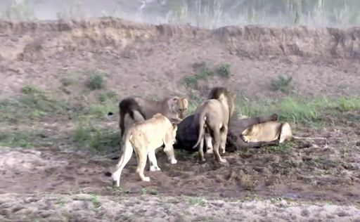 فيديو: فريسة تهرب من قبضة أسود بعد صراع بينهم