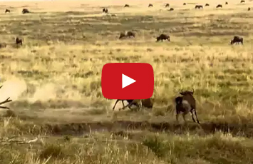 فيديو | جاموس النو يخلص آخر من فكي فهد جائع