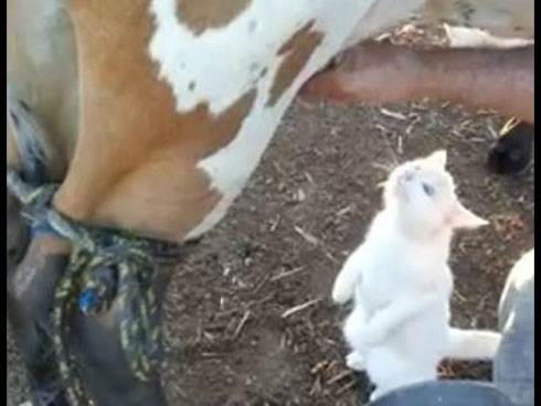 قط يعشق الحليب الطازج