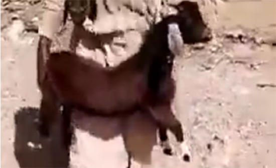 بالفيديو : آدم السوداني رفض أخذ مقابل عن "التيس" فكافأه رجل أعمال سعودي بمنزل وحجة بالفيديو : آدم السوداني رفض أخذ مقابل عن "التيس" فكافأه رجل أعمال سعودي بمنزل وحجة