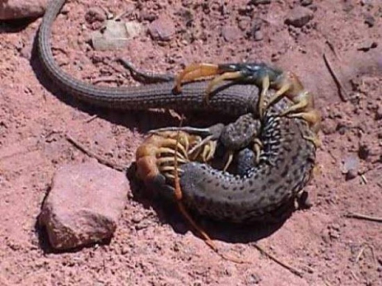 شاهد: معركة شرسة بين ثعبان وأم أربعة وأربعين.. والنتيجة كانت غير متوقعة !