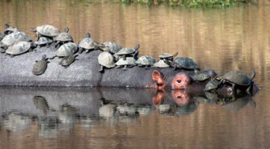 بالصور: حيوانات "تعيش" على ظهر غيرها