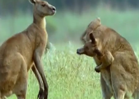 عالم الكنغر