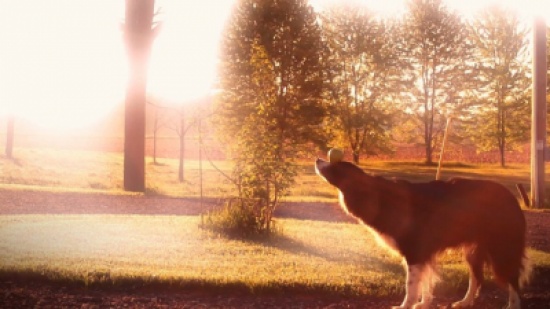 كلاب تقوم بحركات بهلوانية