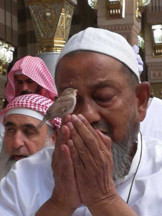 تداول واسع لـ صورة عصفور يقف على يد أحد المصلين في صلاة التراويح! تداول واسع لـ صورة عصفور يقف على يد أحد المصلين في صلاة التراويح!