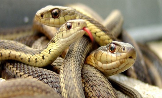 بالفيديو : هل شاهدت ثعبانًا برأسين؟