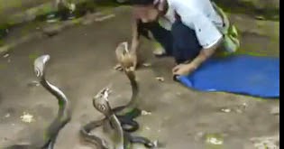 رجل مع الف كوبرا في غرفة !