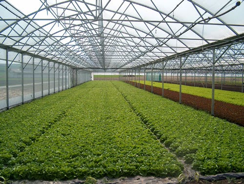 2500 عدد البيوت الزراعية المزروعة بازهار القطف في المملكة