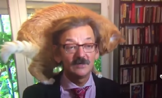 بالفيديو: قط يخطف الأنظار من عالم سياسي خلال مقابلة تليفزيونية