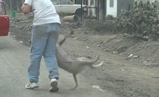 بالفيديو : كلب بيتبول يهاجم أحد المارة ويصيبه بجروح خطيرة