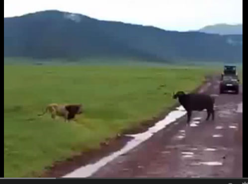 اسد يواجه جاموس