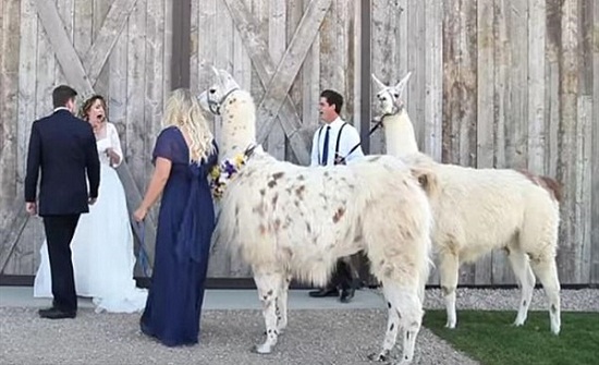 عروسة تتفاجأ بحيوان اللاما هدية زفافها.. فيديو