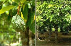 سجين بريطاني يزرع المخدرات داخل السجن سجين بريطاني يزرع المخدرات داخل السجن